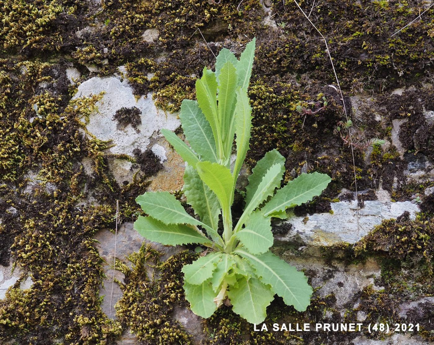 Lettuce, Prickly leaf
